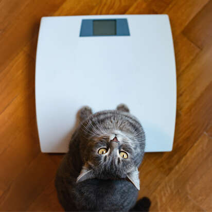 themenwelt bubblenavi katzenernaehrung VET diaet und nahrungsergaenzungsmittel 412x412